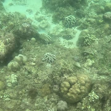 Snorkeling Around a Reef in Recovery