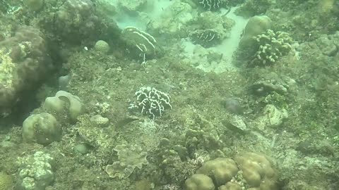 Snorkeling Around a Reef in Recovery