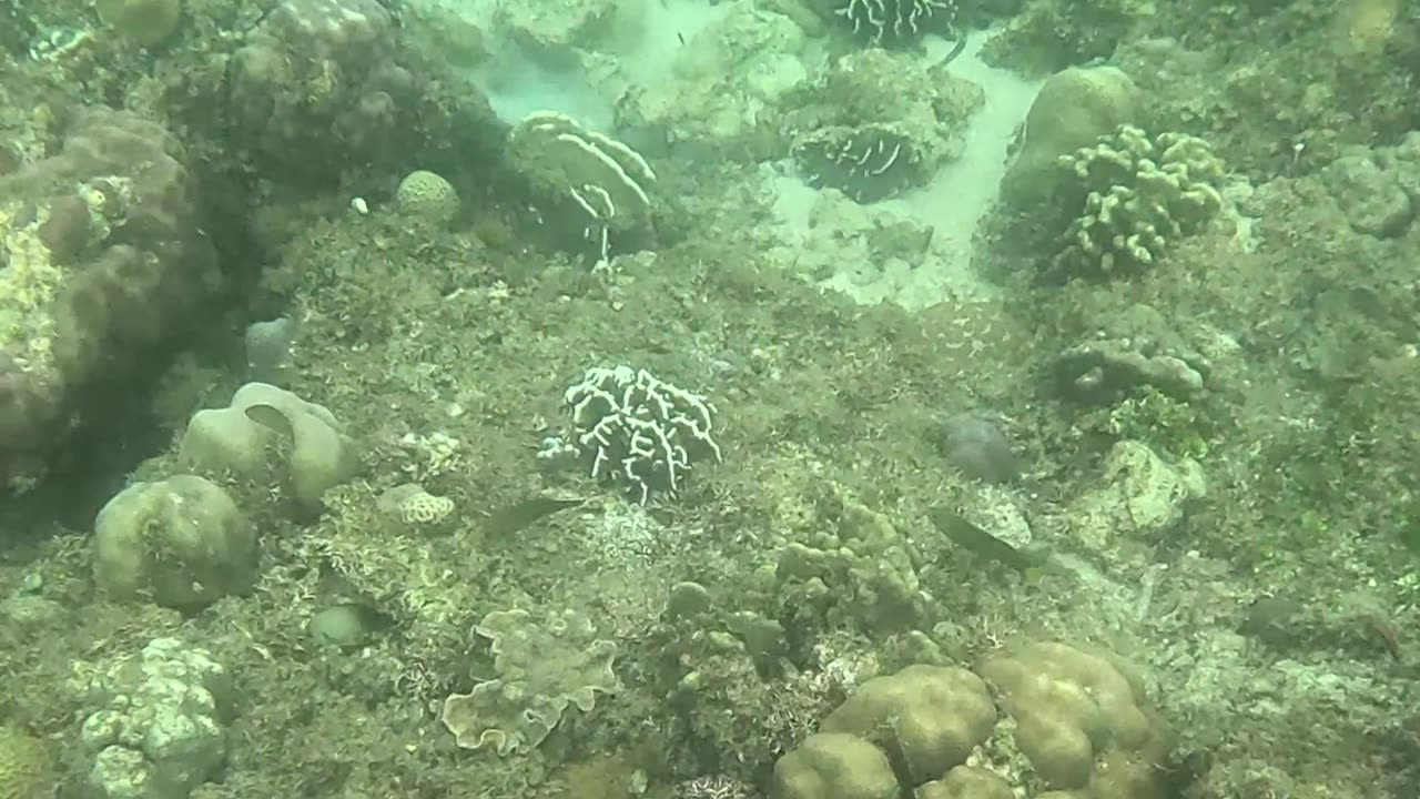 Snorkeling Around a Reef in Recovery