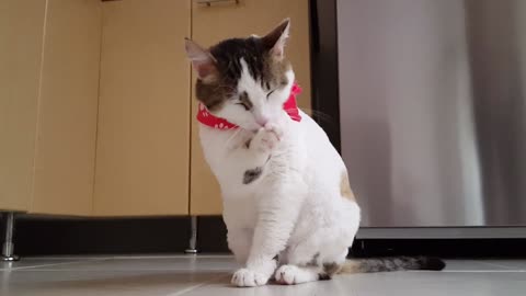 A beautiful cat who cannot stop licking his hands