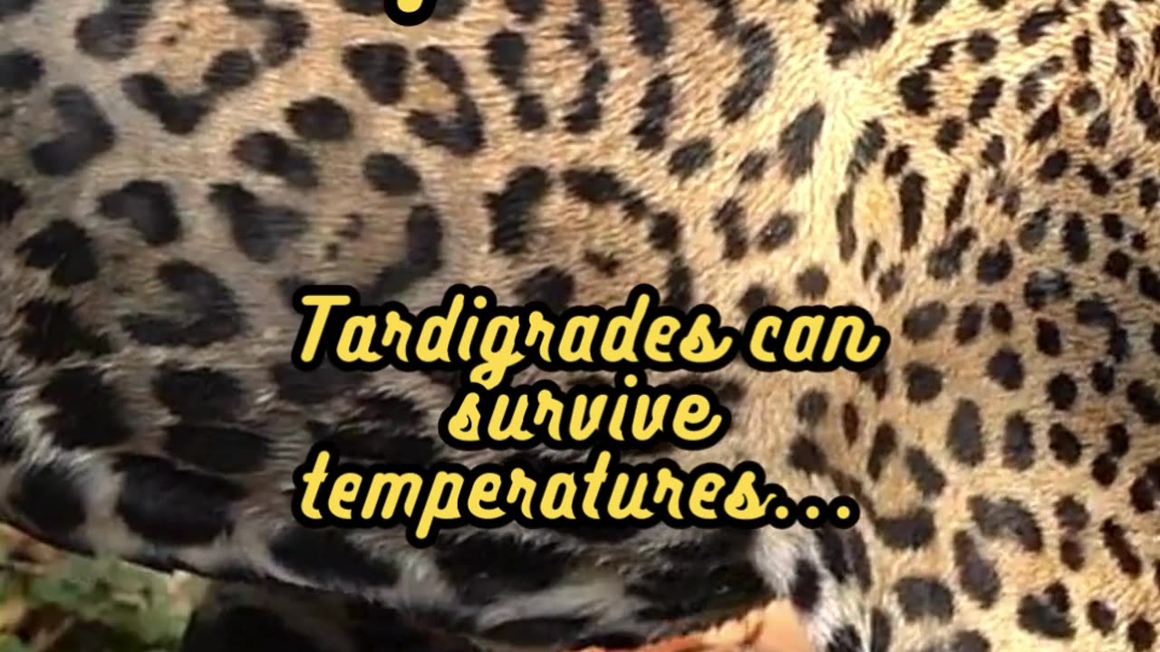 Animal Facts Tardigrade Extreme Temperature #shorts