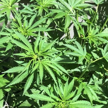 Cannabis Garden Update: 1st Fertilizing