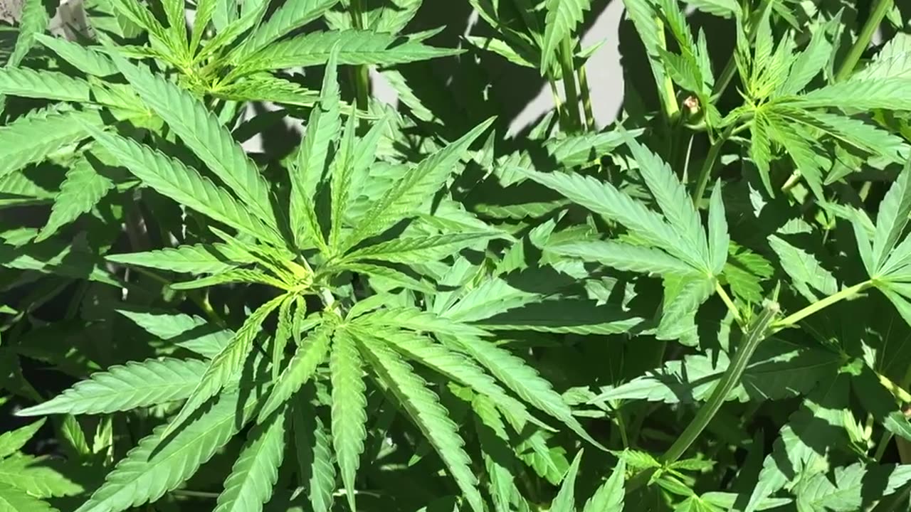 Cannabis Garden Update: 1st Fertilizing