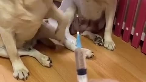 You will get STOMUCH ACHE FROM LAUGHING SO HARD 😂 funny dog videos