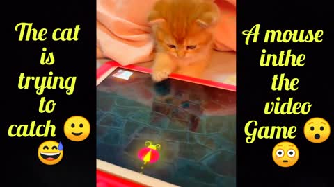 Wow 😳😘 This cat is so creative 🐈he is trying to catch A mouse in a Game