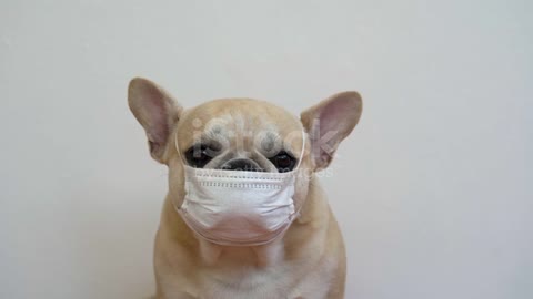 French Bulldog Wearing Face Mask