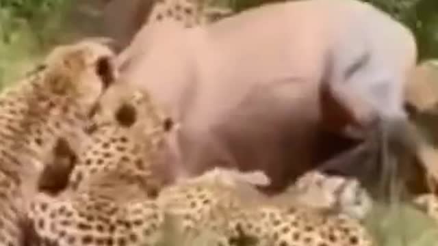 A hippo alone cannot escape from herd of leopards..