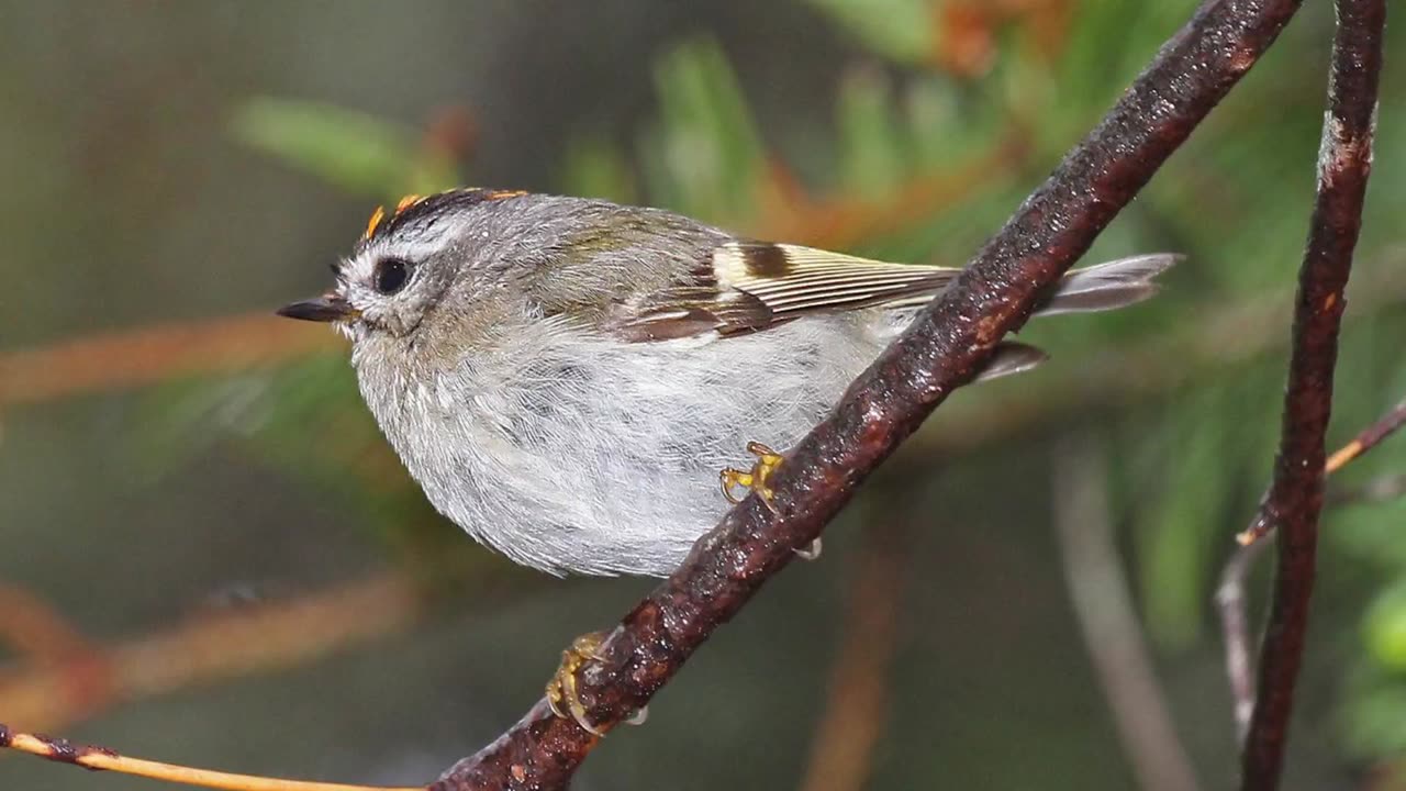 Golden-crowned Kinglet Song Video