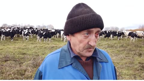 Belarusian bison in a herd of cows