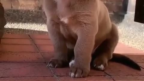 Cute puppy