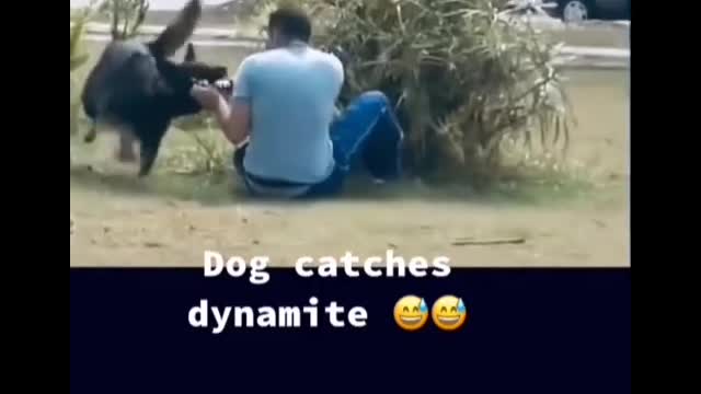 CACHORRO PEGA UMA DYNAMITE!!!PEGADINHA MUITO ENGRAÇADA!!