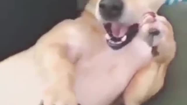 See how the dog prepares to sneeze