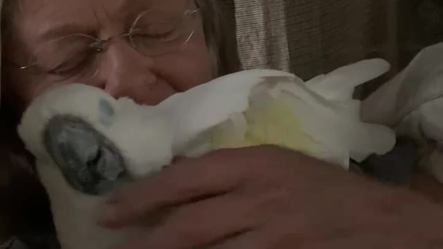 Hammock full of love- cockatoo, dog and human