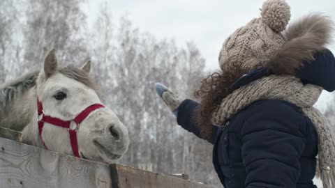 horses cute