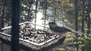 Chickadee and Titmouse