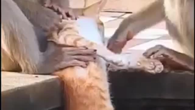 Cute baby animals Videos cute moment of the animals - Cutest Animals On Earth #8