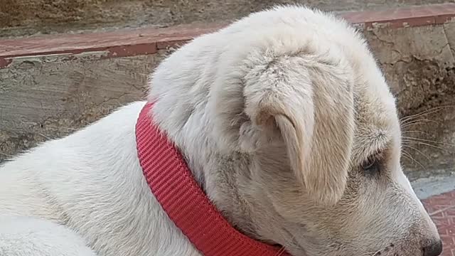 Listening to Indian Music Me and My Dog