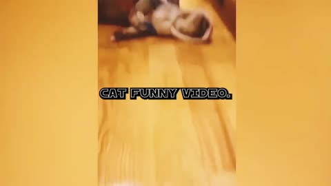 Cat Funny Video