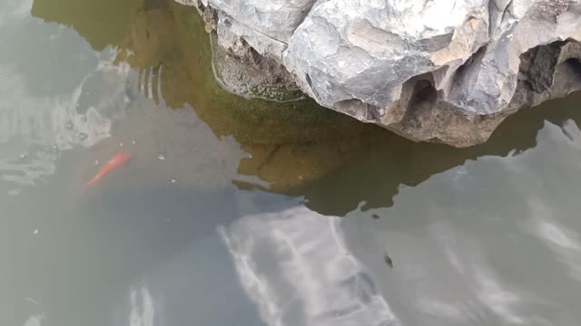There are a few goldfish in this water