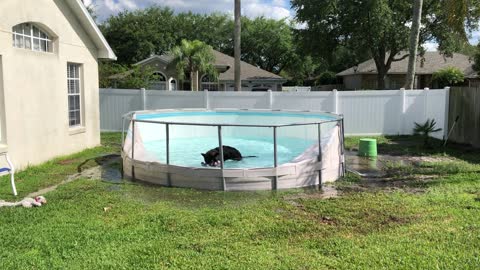 Gaton Loving the Pool