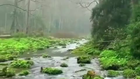 A tribe of monkeys