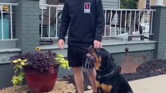 Dog Training | Watch that smack