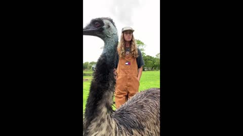 A well-behaved, mischievous emu