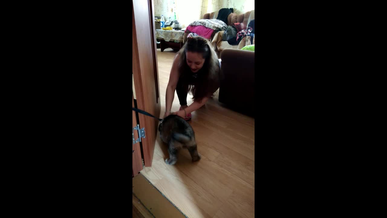 games with a little wolf