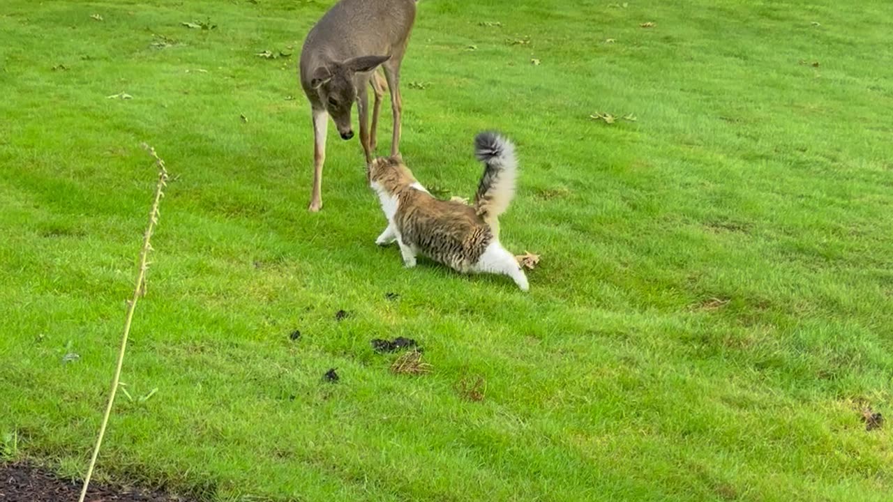 Deer Meets Cat