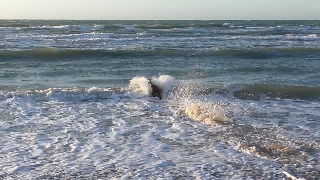 DOG IN THE SEA