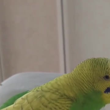 Meditation moments for the love bird with wonderful and calm singing