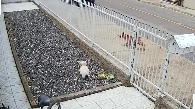 Unusual ways that bring laughter and fun ViralHog