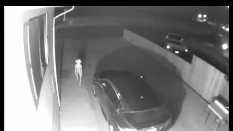 Creature Caught on Camera
