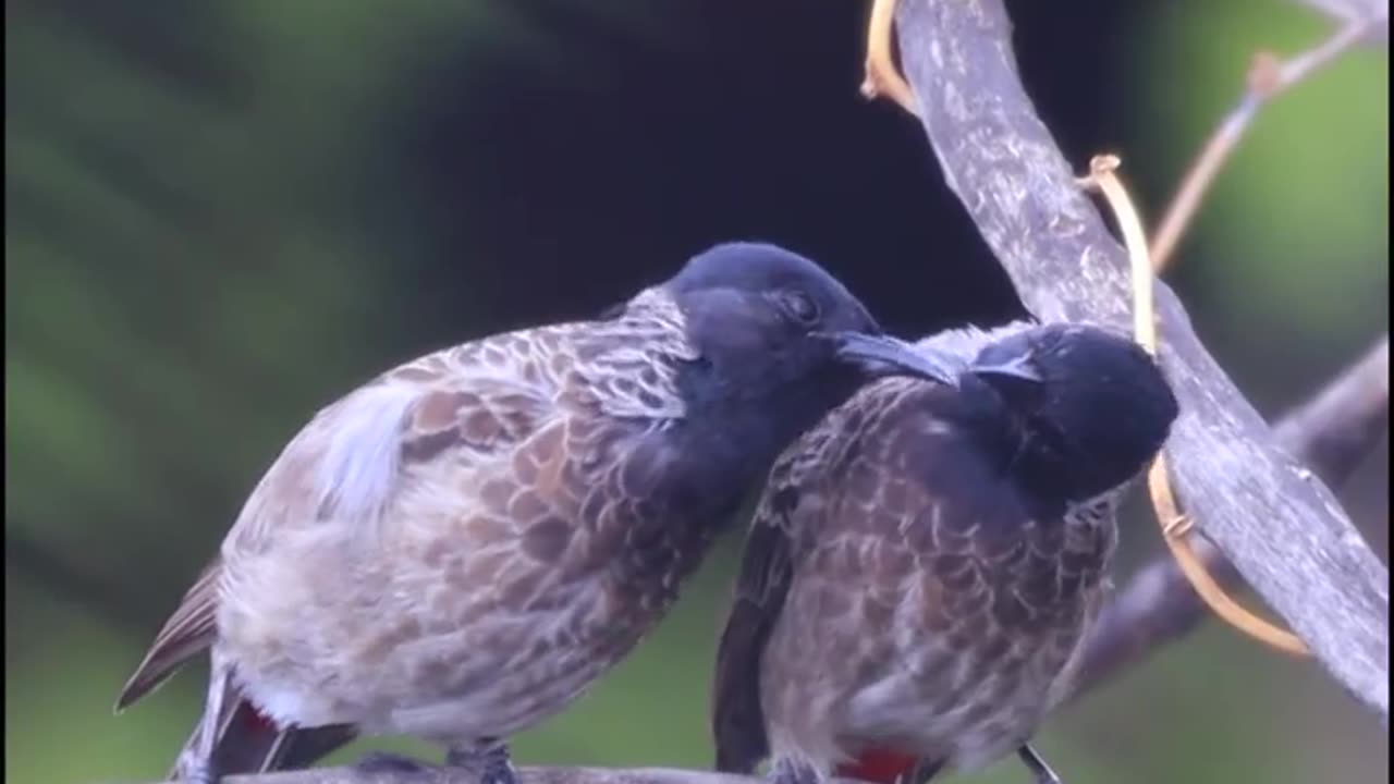 Wildlife's & Fun's