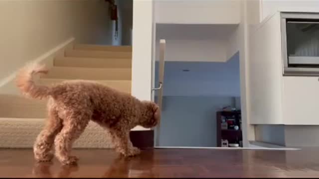 Dog trying to scare the owner