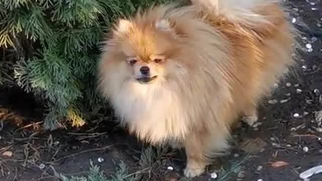 Cute and Funny dogs Playing in Gurden