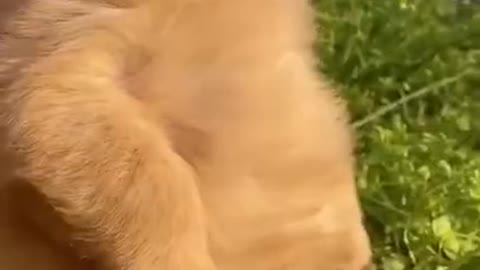 Try not to laugh funny animals 😹 #shorts