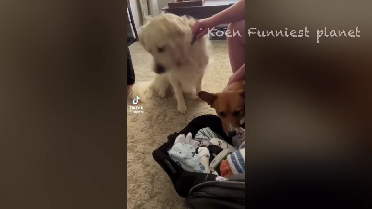Funny Dogs And Cats Videos 2024 😅