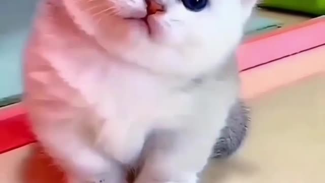 Cuty cat