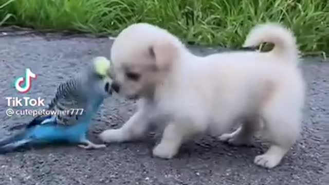 Cutest Puppy will make you smile