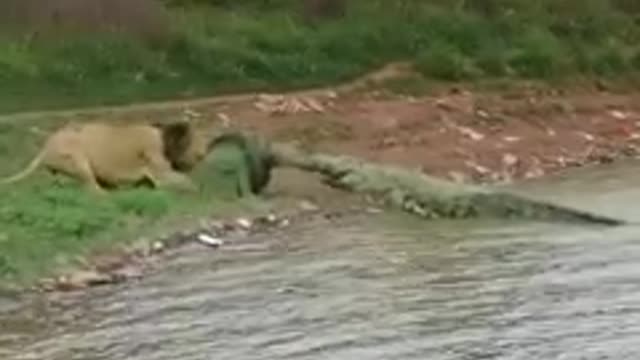 Lion vs Crocodile