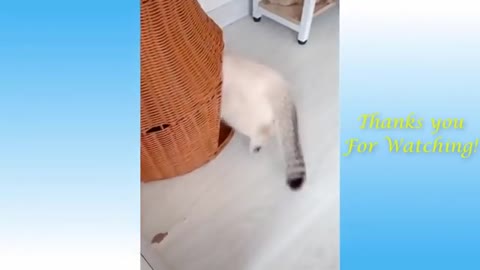 funny animals cutest thing