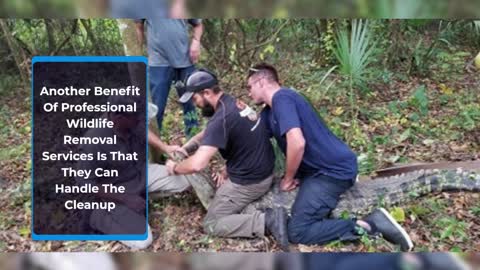 Wildlife Removal