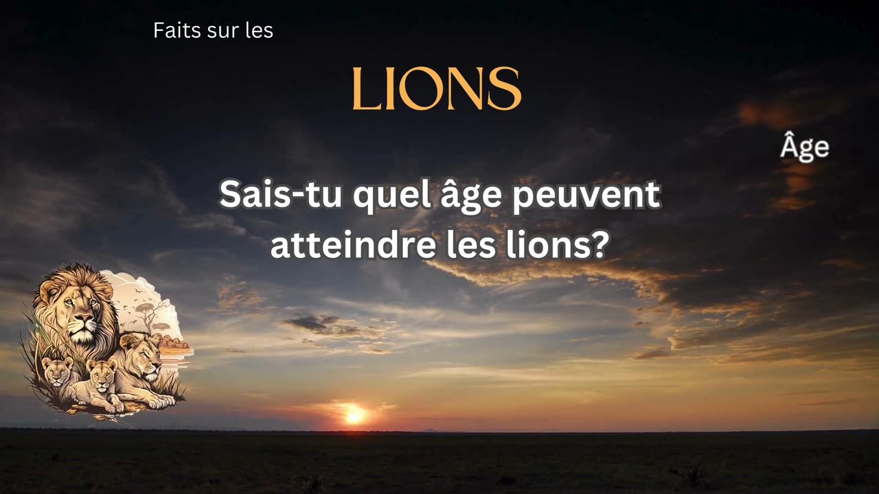 Fait sur le Lion 1 - Sais-tu quel âge peuvent atteindre les lions?