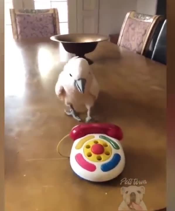 The new video Parrot talking on the phone is very funny