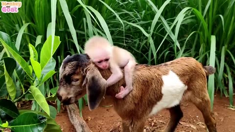 Baby Monkey at his her dad