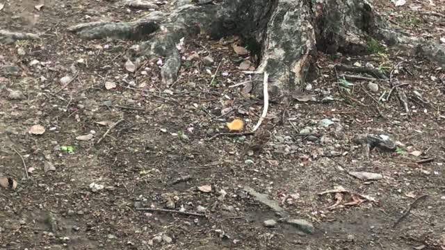 Sparrow's Eating Show to Eat Snacks