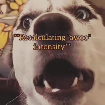 Funny dogs Reaction 😂 #shorts #viral #funny #cute #dog #funnydogs #foryou #fyp #hellochaz