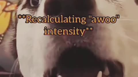 Funny dogs Reaction 😂 #shorts #viral #funny #cute #dog #funnydogs #foryou #fyp #hellochaz