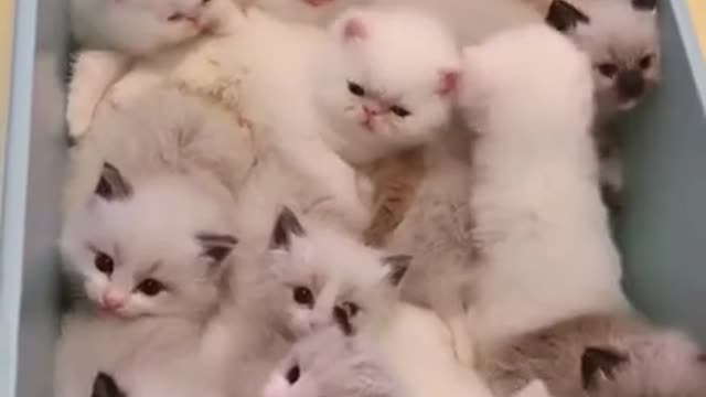 Kitten Tick Cute cat 🐱 Baby cat 🐈 Funny tik tok cat videos